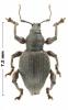Dodecastichus consentaneus